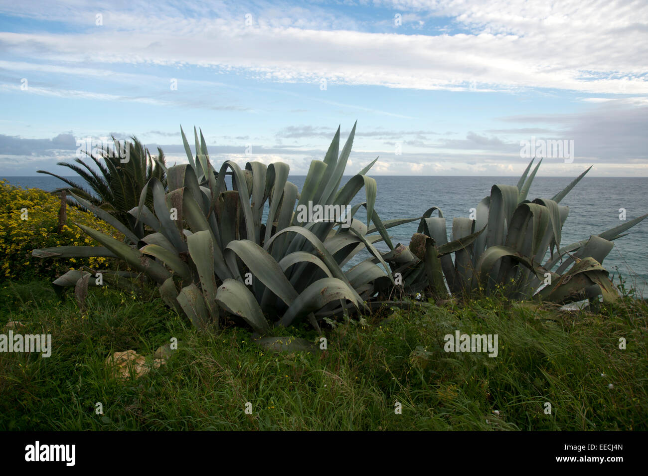 Aloe Vera plants in Algarve Portugal Stock Photo