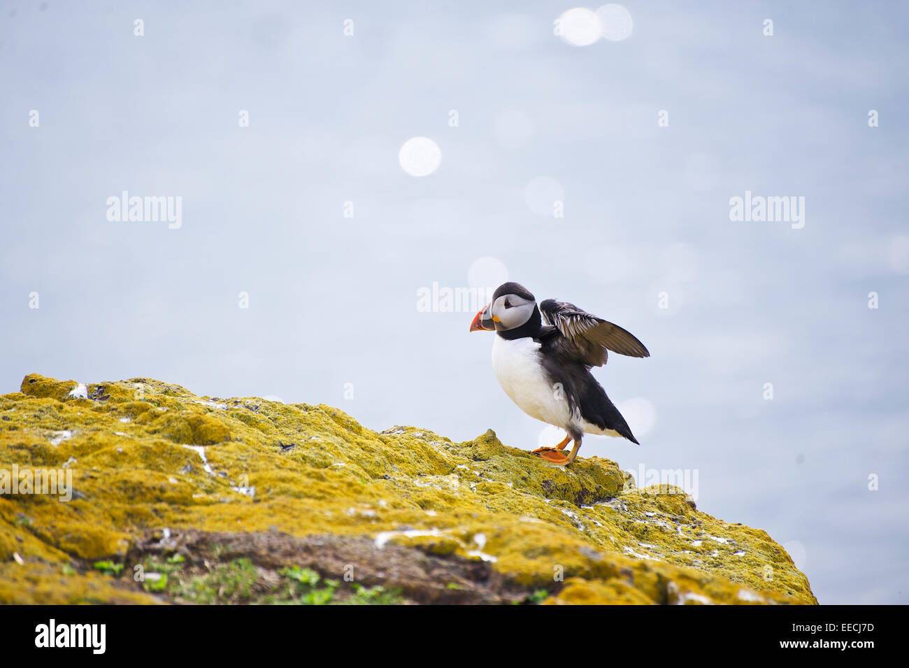 A puffin on the Isle of May, Fife on Scotland's east coast in Spring. Stock Photo