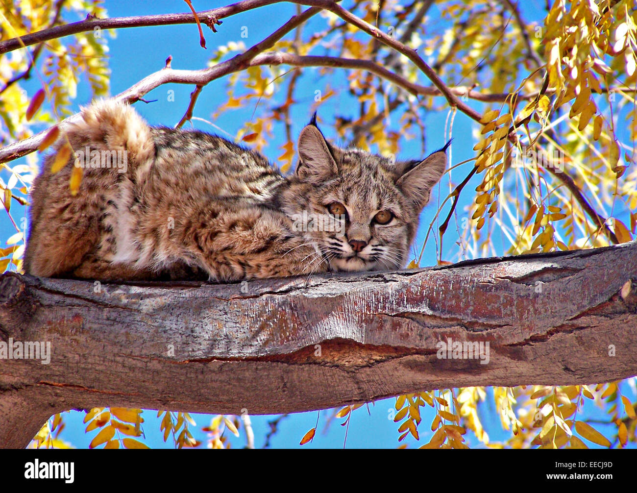A bobcat hides on a tree branch in Petrified Forest National Park in