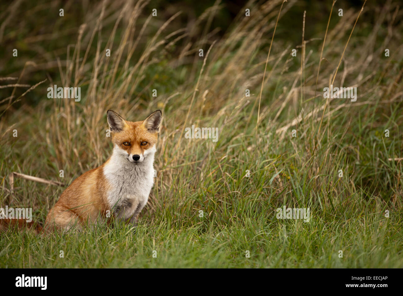 are foxes scavengers