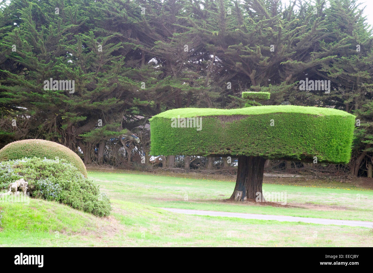 Topiary ever green Leylandii California USA Stock Photo