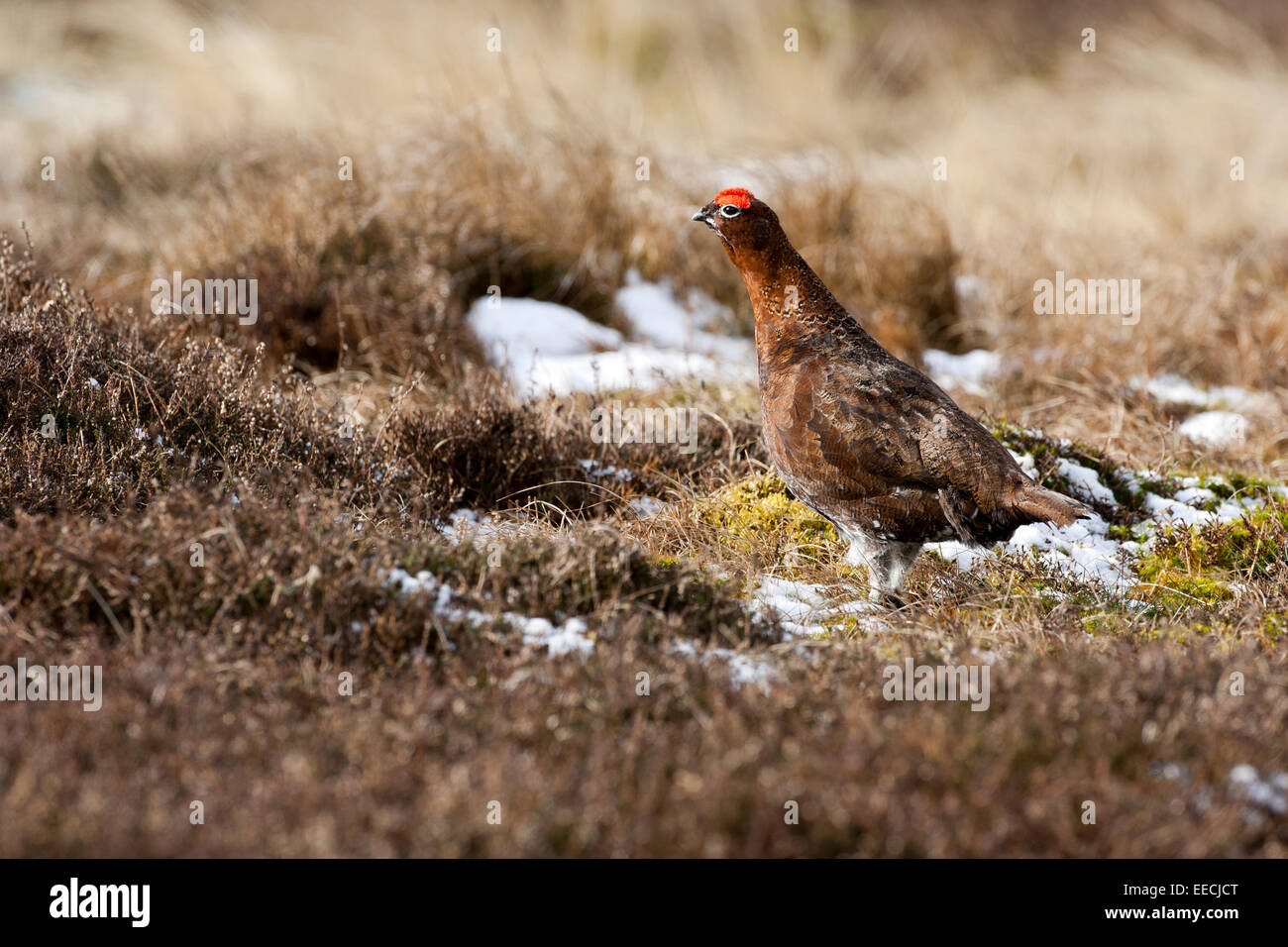 Red Grouse on the moors Stock Photo