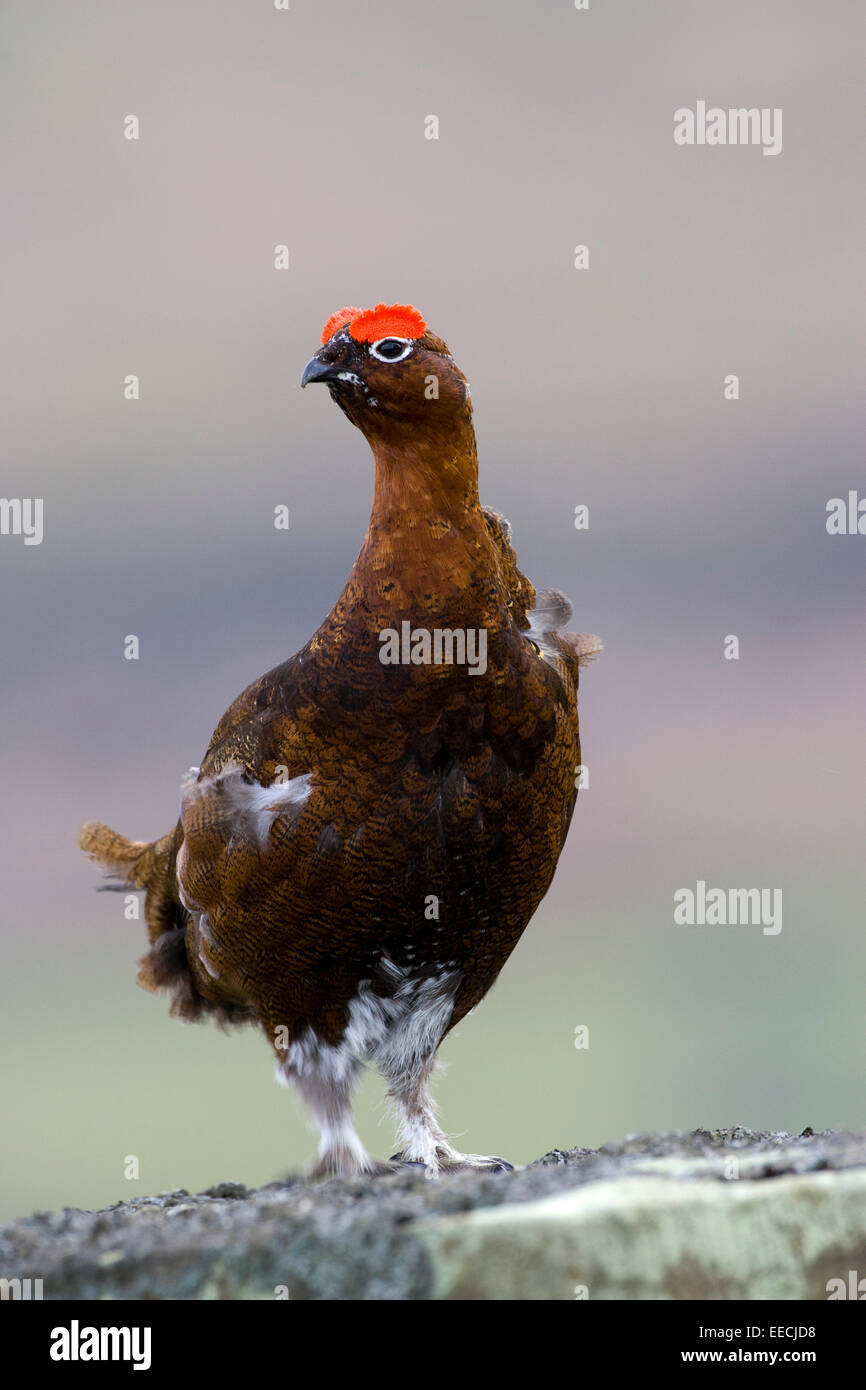 Red Grouse on the moors Stock Photo