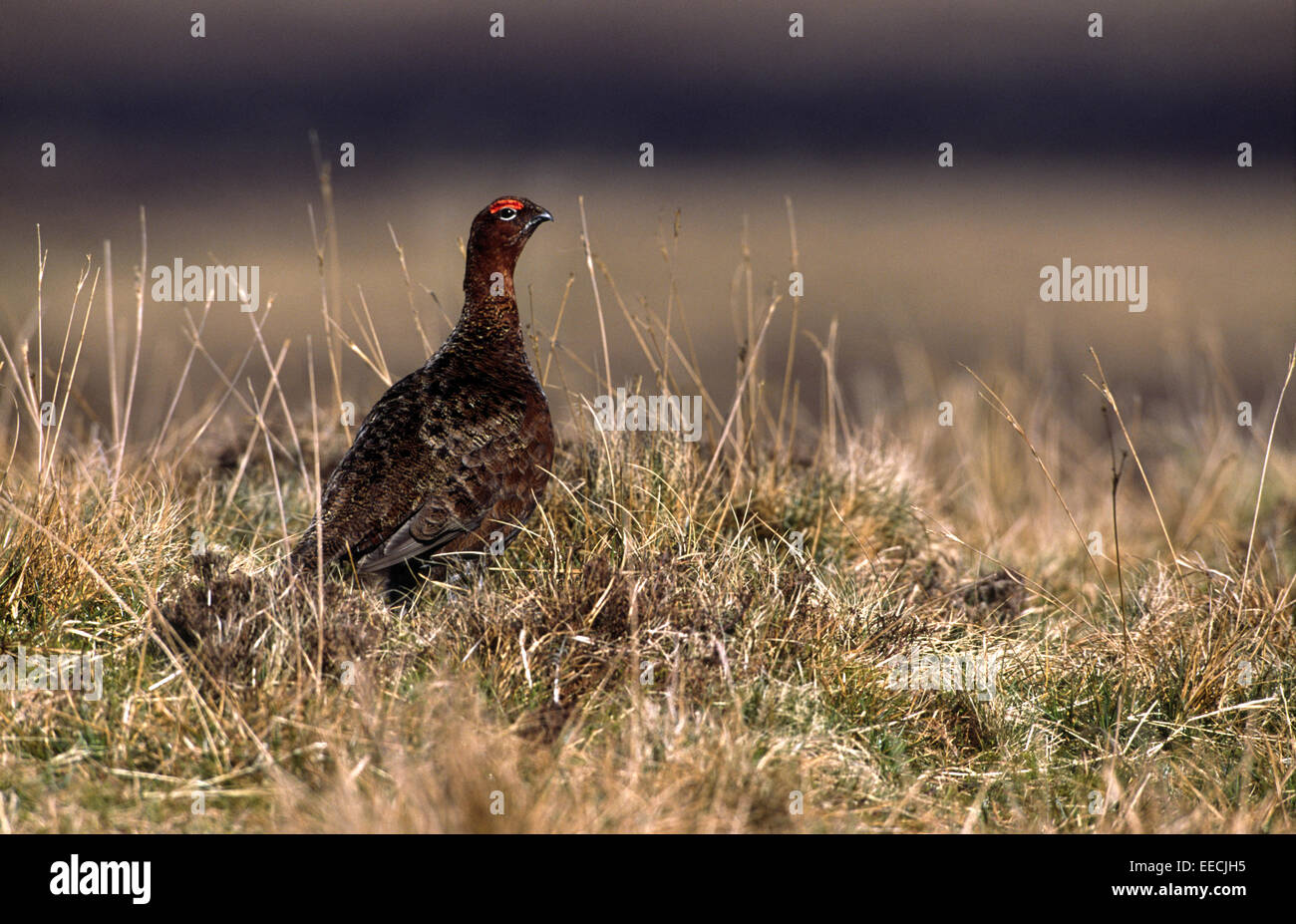 Red Grouse on the moors Stock Photo