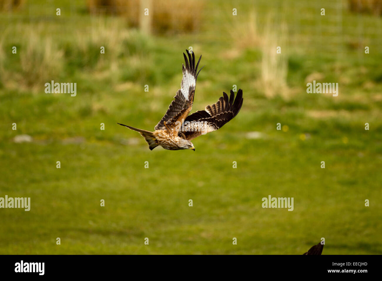 Red Kite in flight Stock Photo