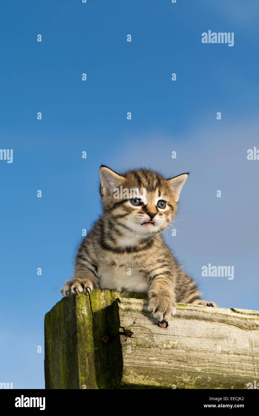 Young tabby kitten playing outside. UK Stock Photo - Alamy
