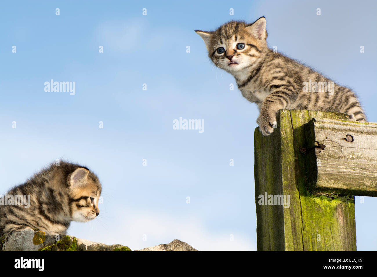 Pair of tabby kittens playing outside, UK Stock Photo