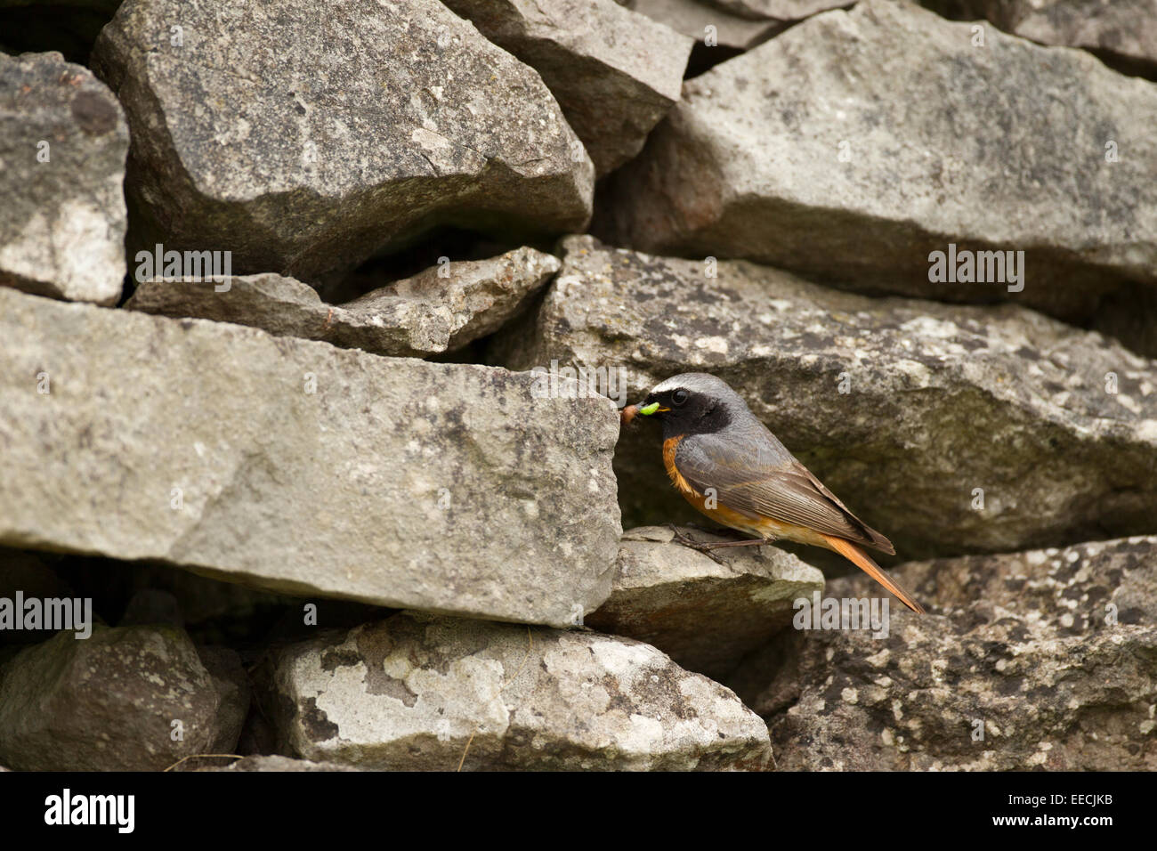 Redstart male on rock wall with food Stock Photo