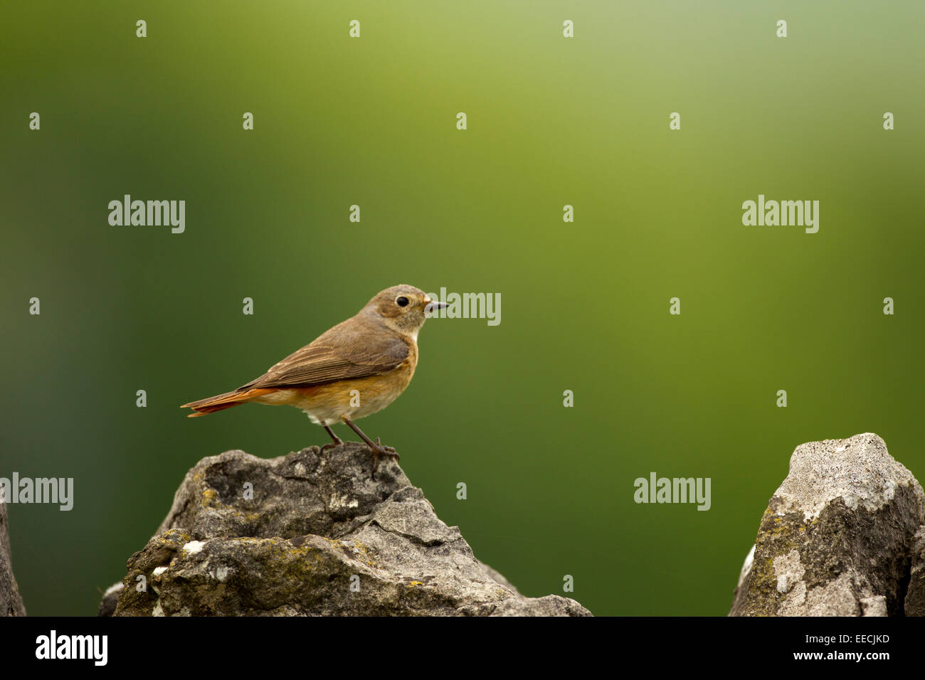 Redstart Female on rock wall Stock Photo