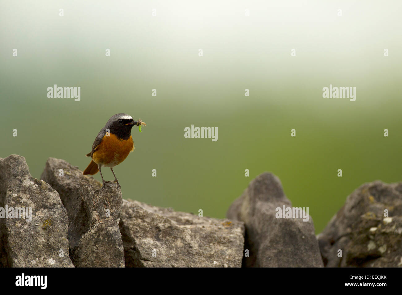 Redstart Male with food on a rock wall Stock Photo