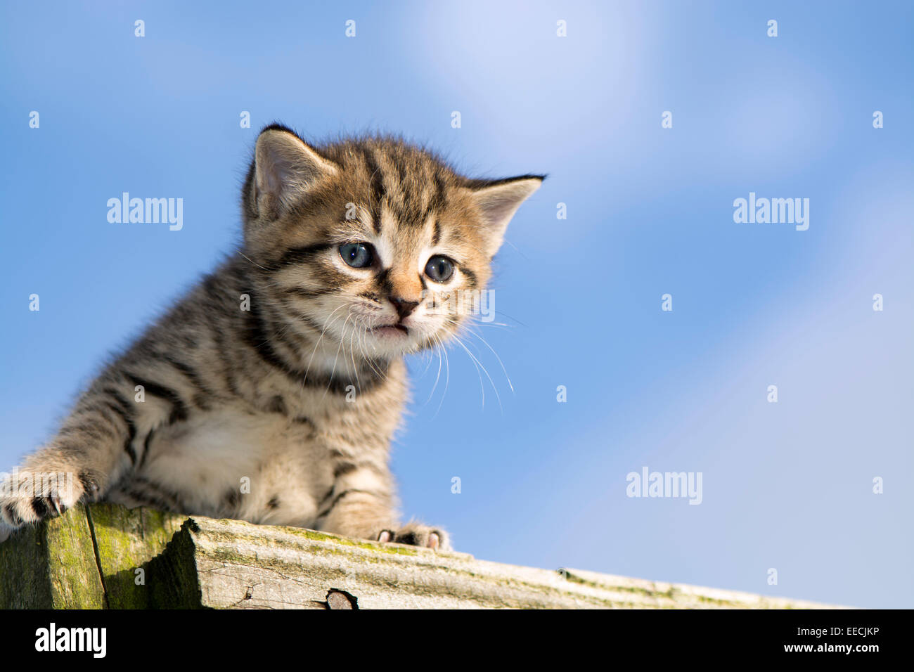 Cute cats and kittens outside hi-res stock photography and images - Alamy