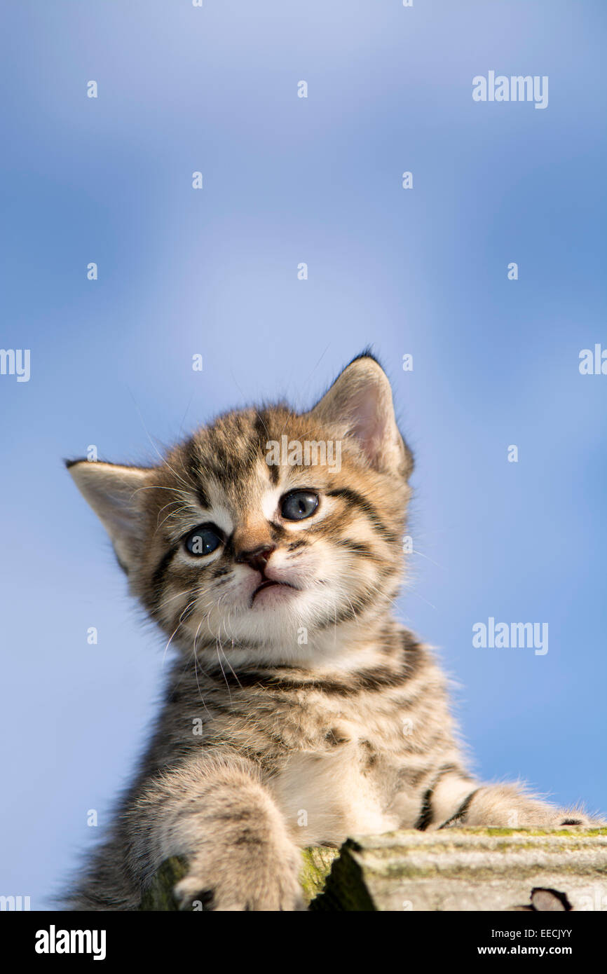 Young tabby kitten playing outside. UK Stock Photo - Alamy