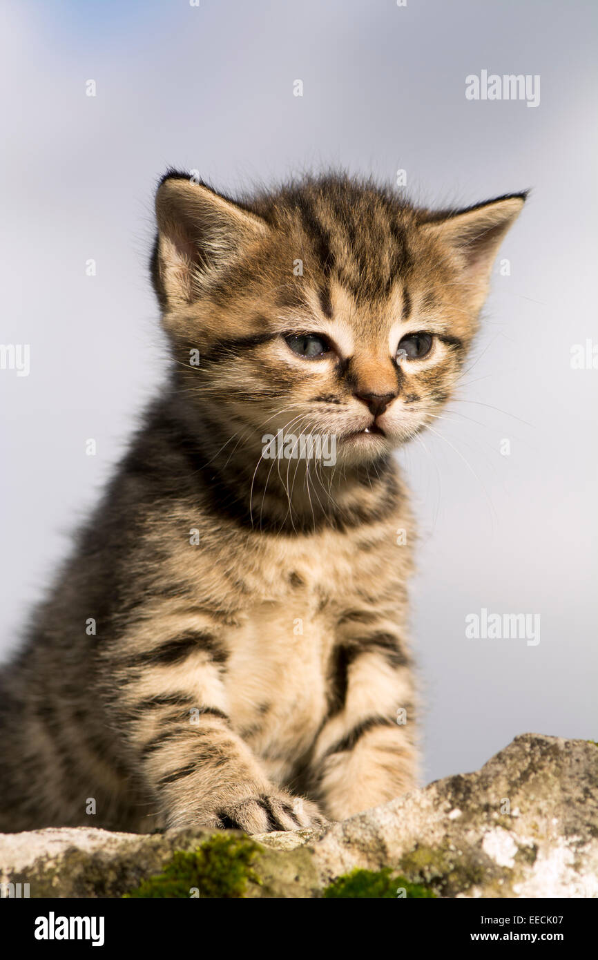 Young tabby kitten playing outside. UK Stock Photo - Alamy
