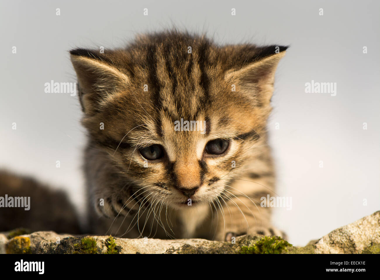 Young tabby kitten playing outside. UK Stock Photo - Alamy