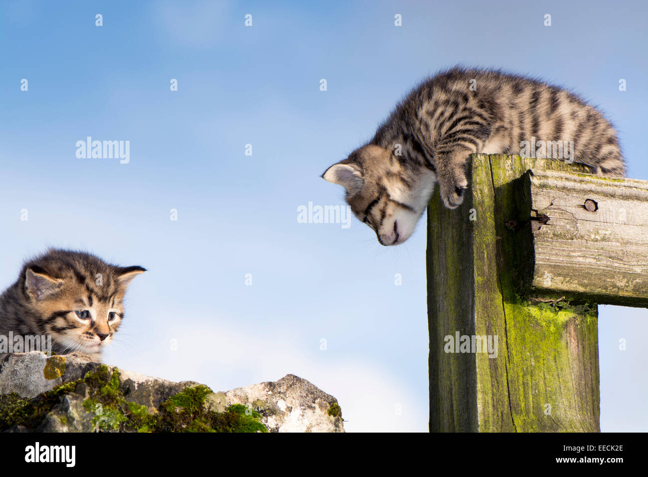 Pair of tabby kittens playing outside, UK Stock Photo