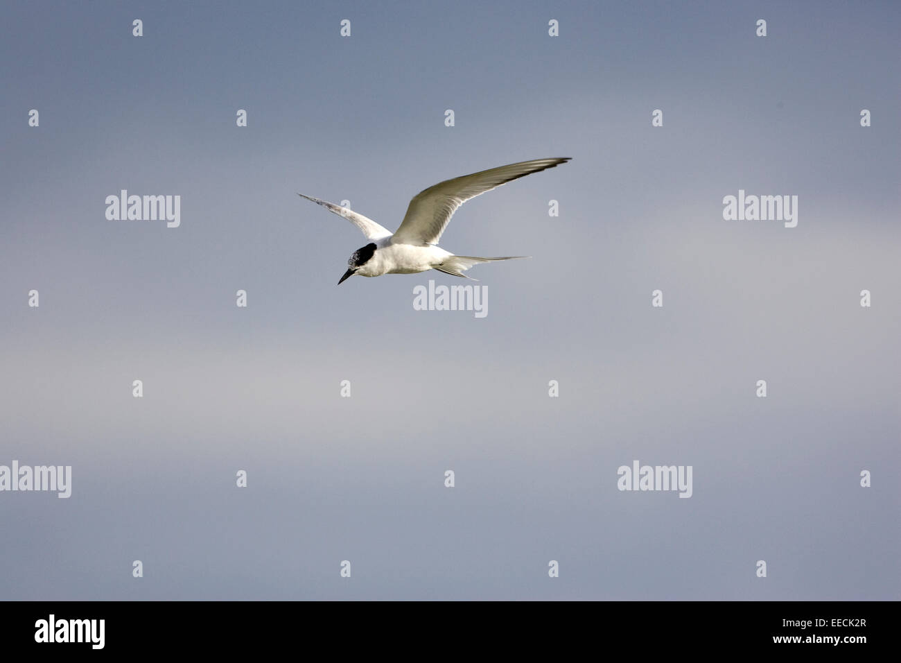 Sandwich tern in flight Stock Photo