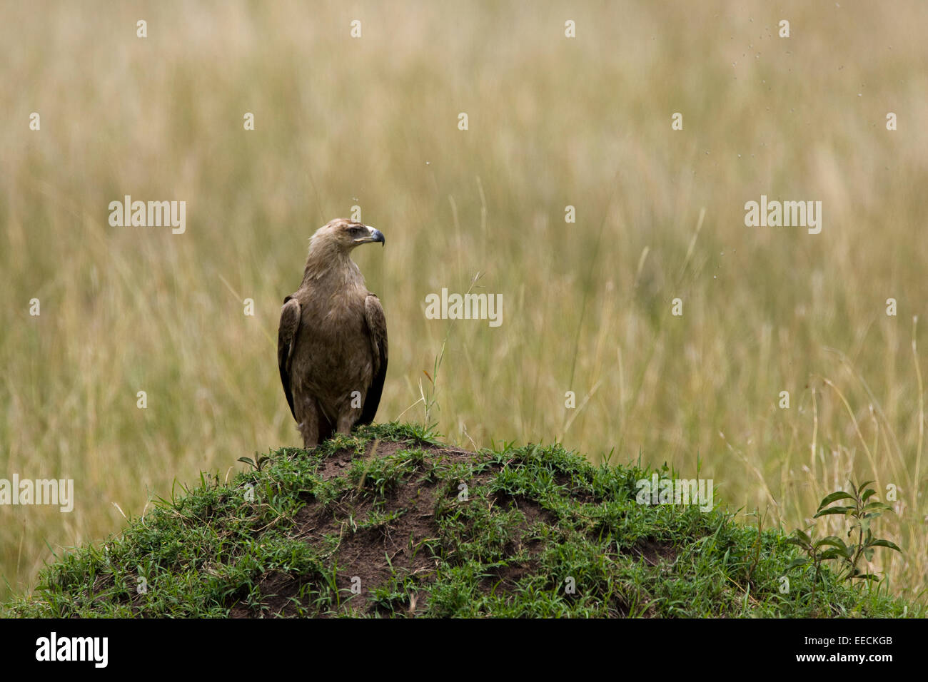 Tawny Eagle perched on a mound Stock Photo