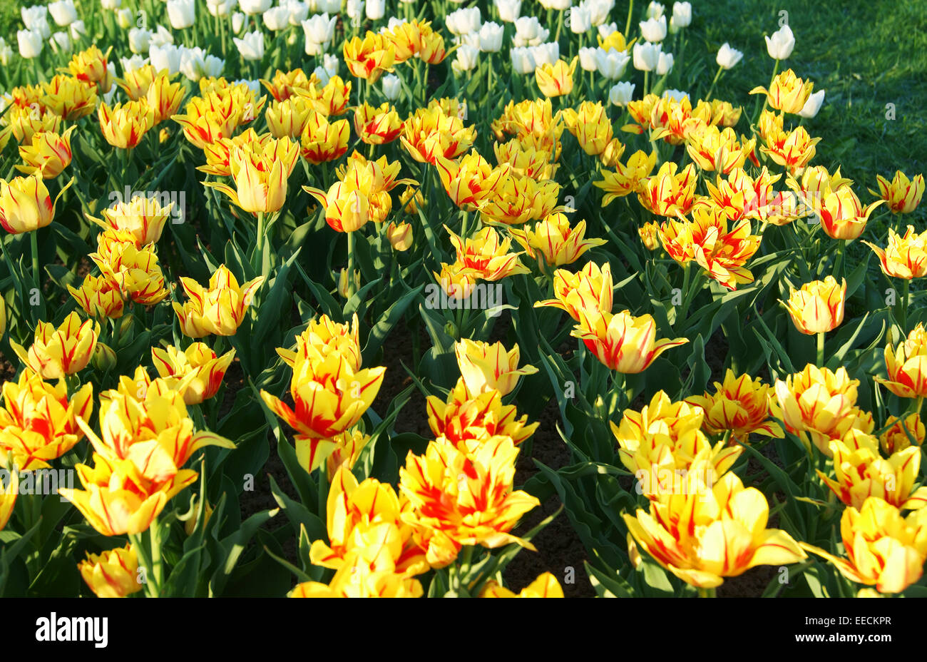 Field of yellow and red tulips Stock Photo - Alamy