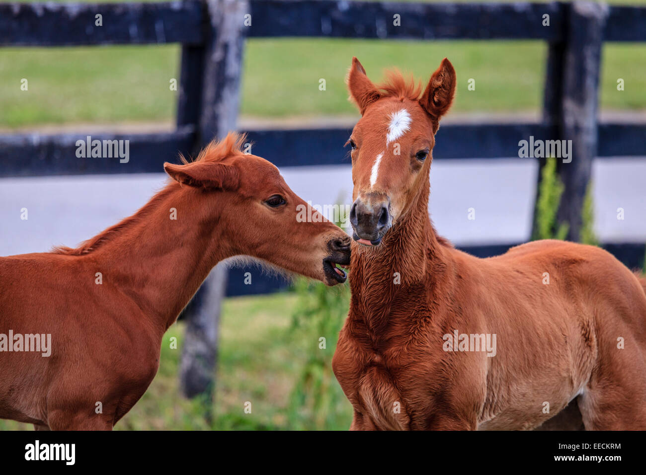 Colts are playing on a farm in Central Kentucky Stock Photo