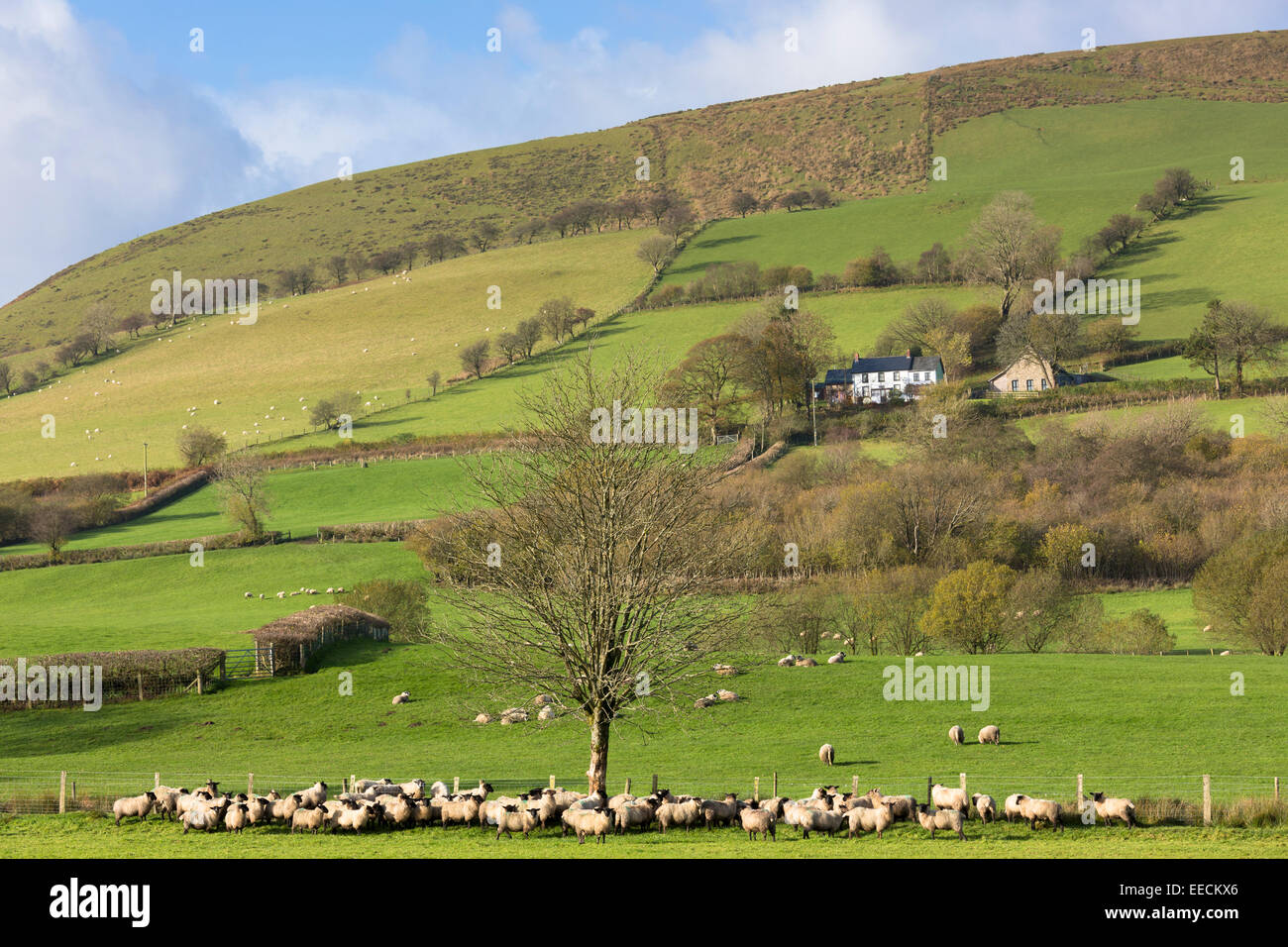 Sheep and a hill farm in a picturesque valley in the Brecon Beacons mountain range, Wales, UK Stock Photo