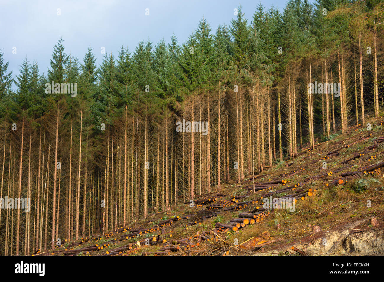 Tall European Larch trees, Larix decidua, cultivated in coniferous