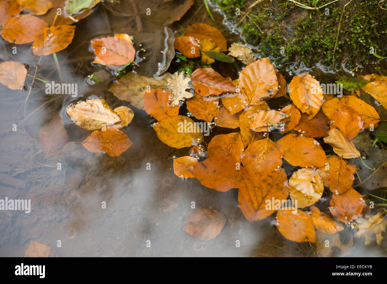 Welsh river hi-res stock photography and images - Alamy