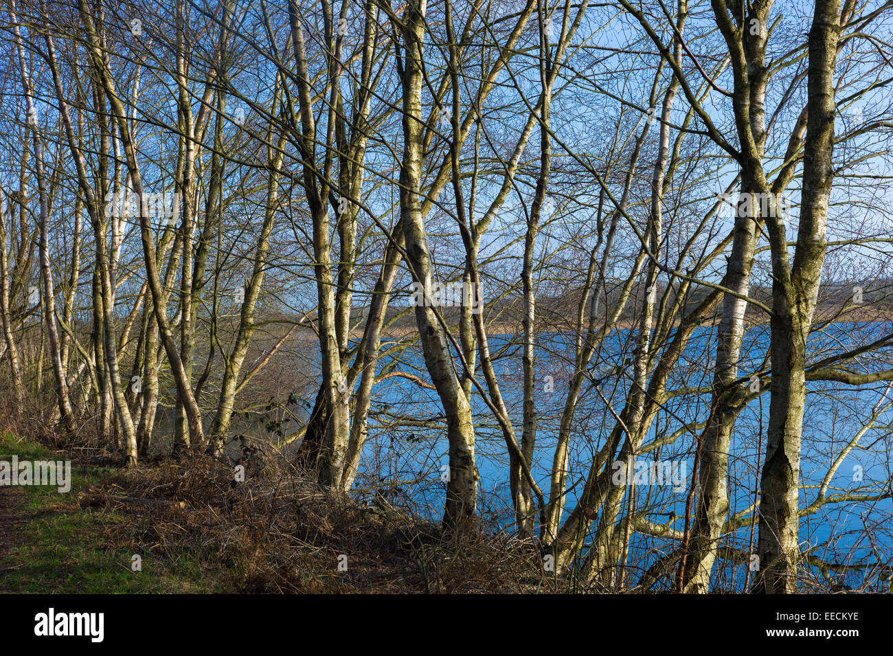 Silver Birch Trees High Resolution Stock Photography and Images Alamy