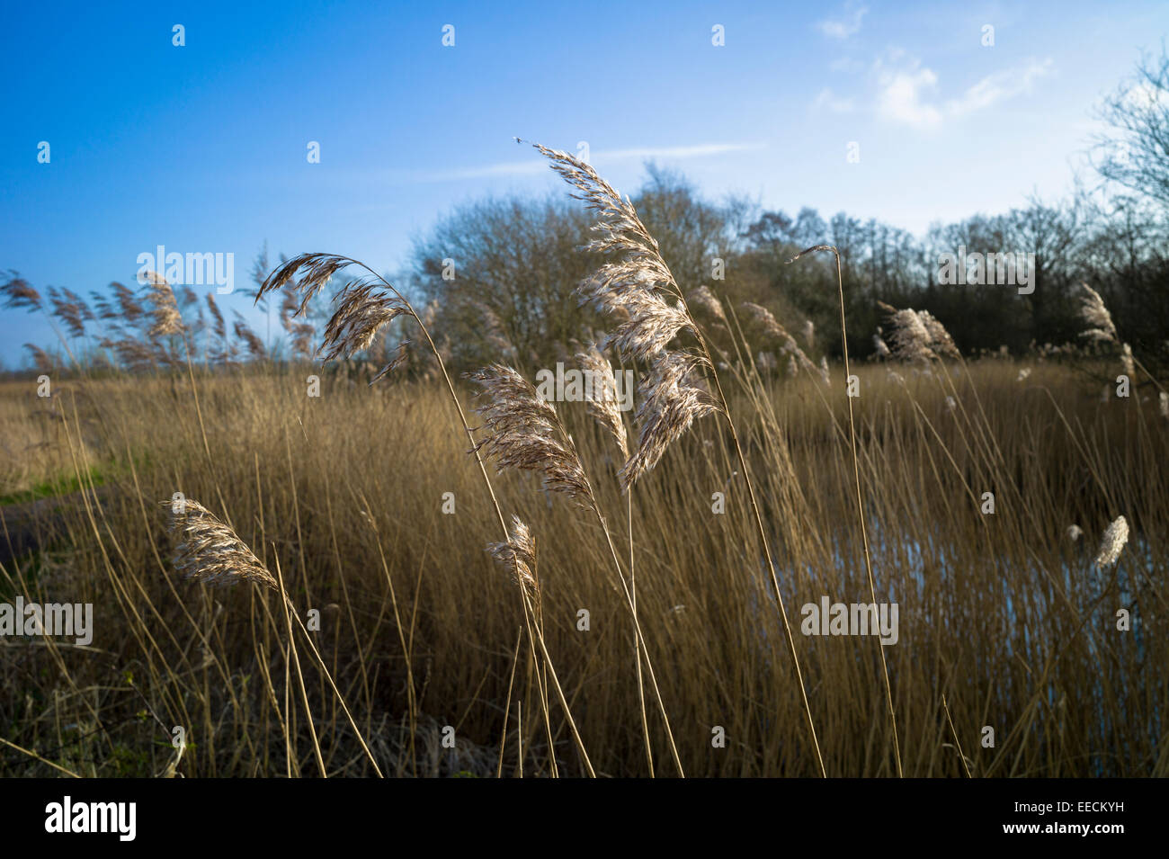 Grasses and reeds in a reedbed by the marshes of The Somerset Levels Nature Reserve in Southern England, UK Stock Photo