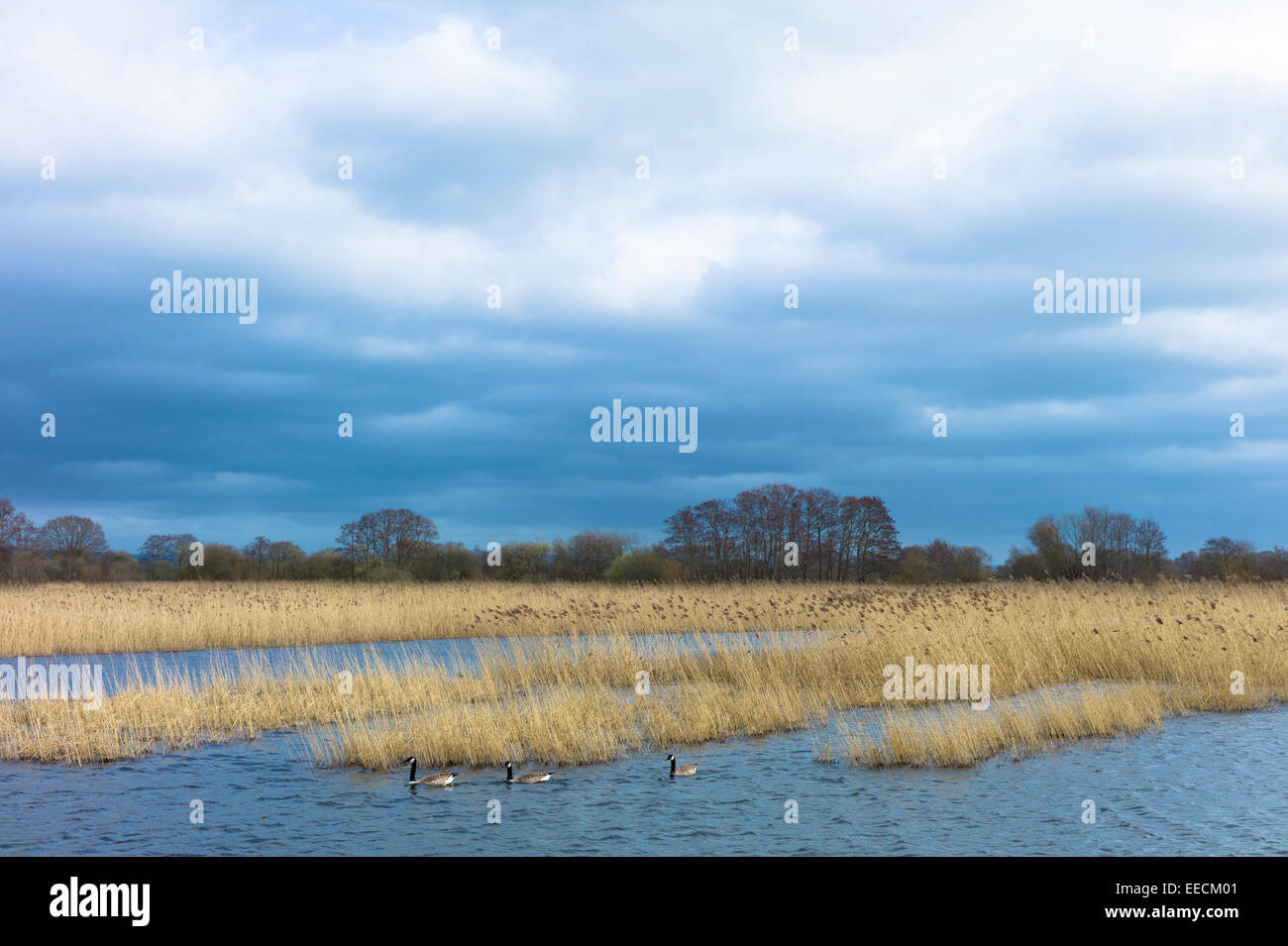 Canada Geese, Branta canadensis, among reeds in reedbed and marshes under cerulean sky in The Somerset Levels Nature Reserve, England, UK Stock Photo