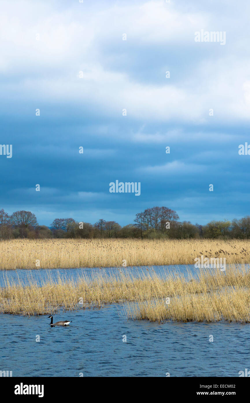 Canada Goose, Branta canadensis, among reeds in reedbed and marshes under cerulean sky  in The Somerset Levels Nature Reserve, England, UK Stock Photo