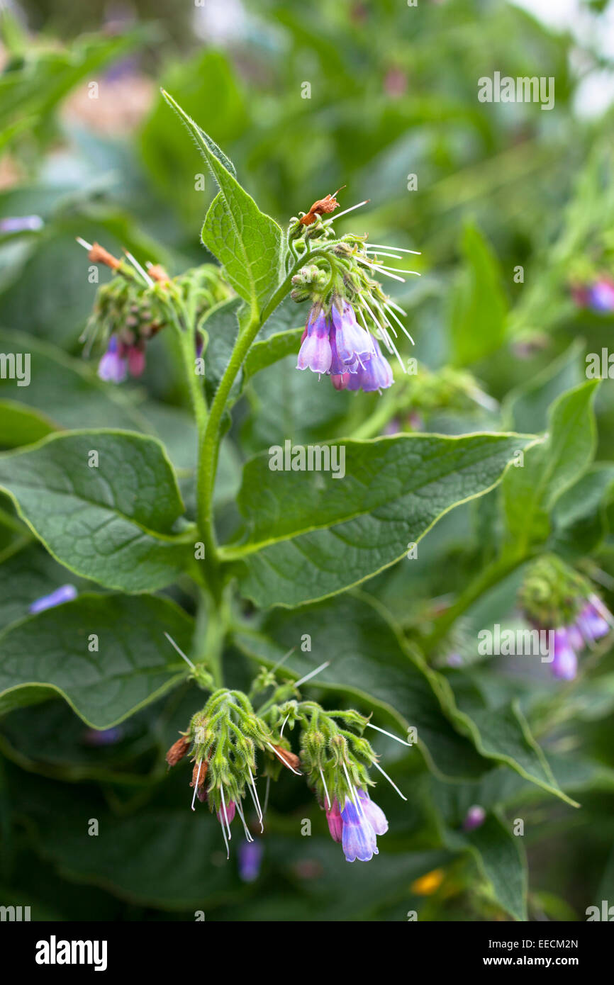Comfrey - Comphrey - herb plant, Symphytum,  Boraginaceae, used in herbal medicine or fertilizer in bloom in UK Stock Photo