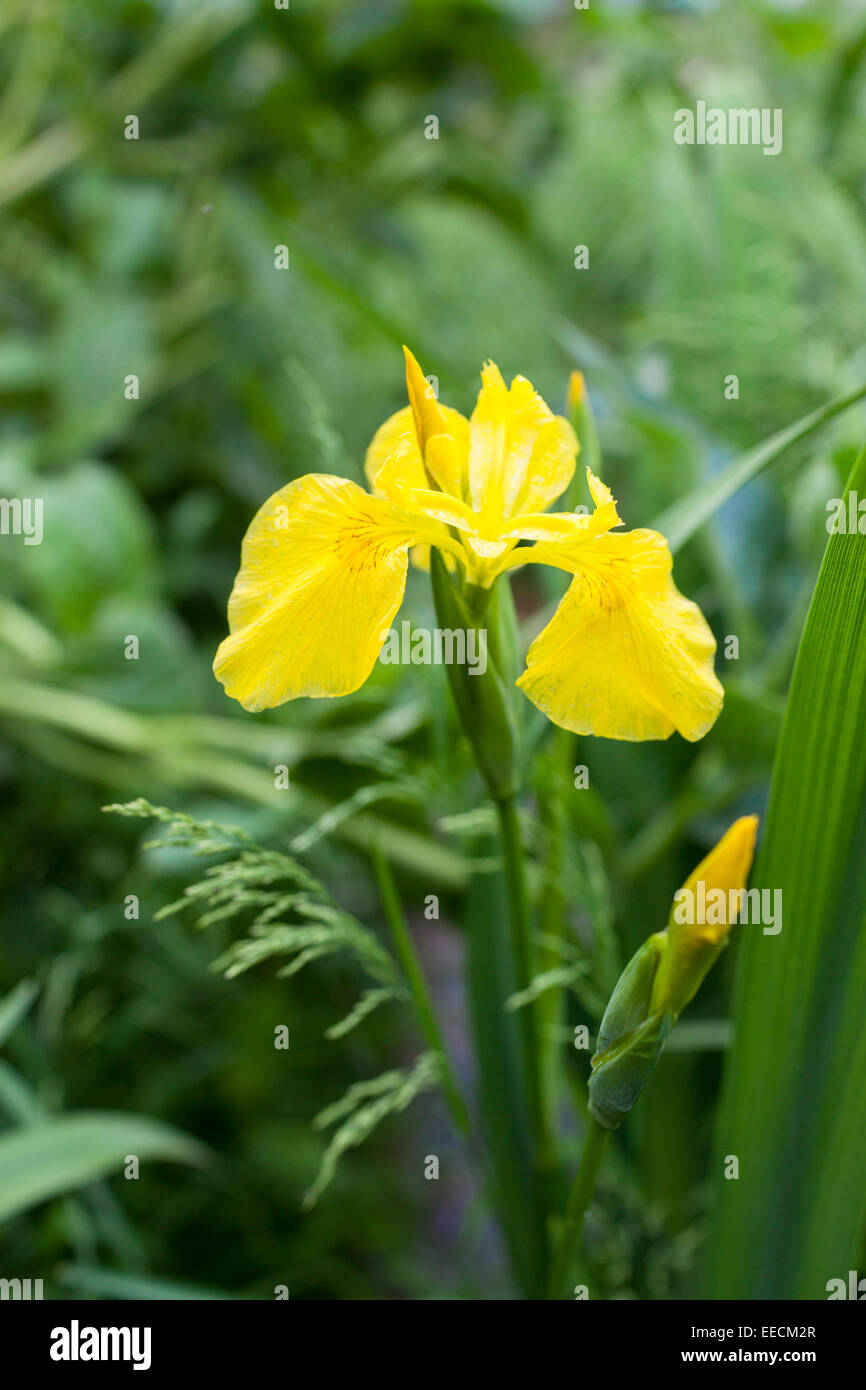 Yellow Flag Iris, Iris pseudacorus, Iridaceae marginal pond plant in bloom in Oxfordshire, UK Stock Photo
