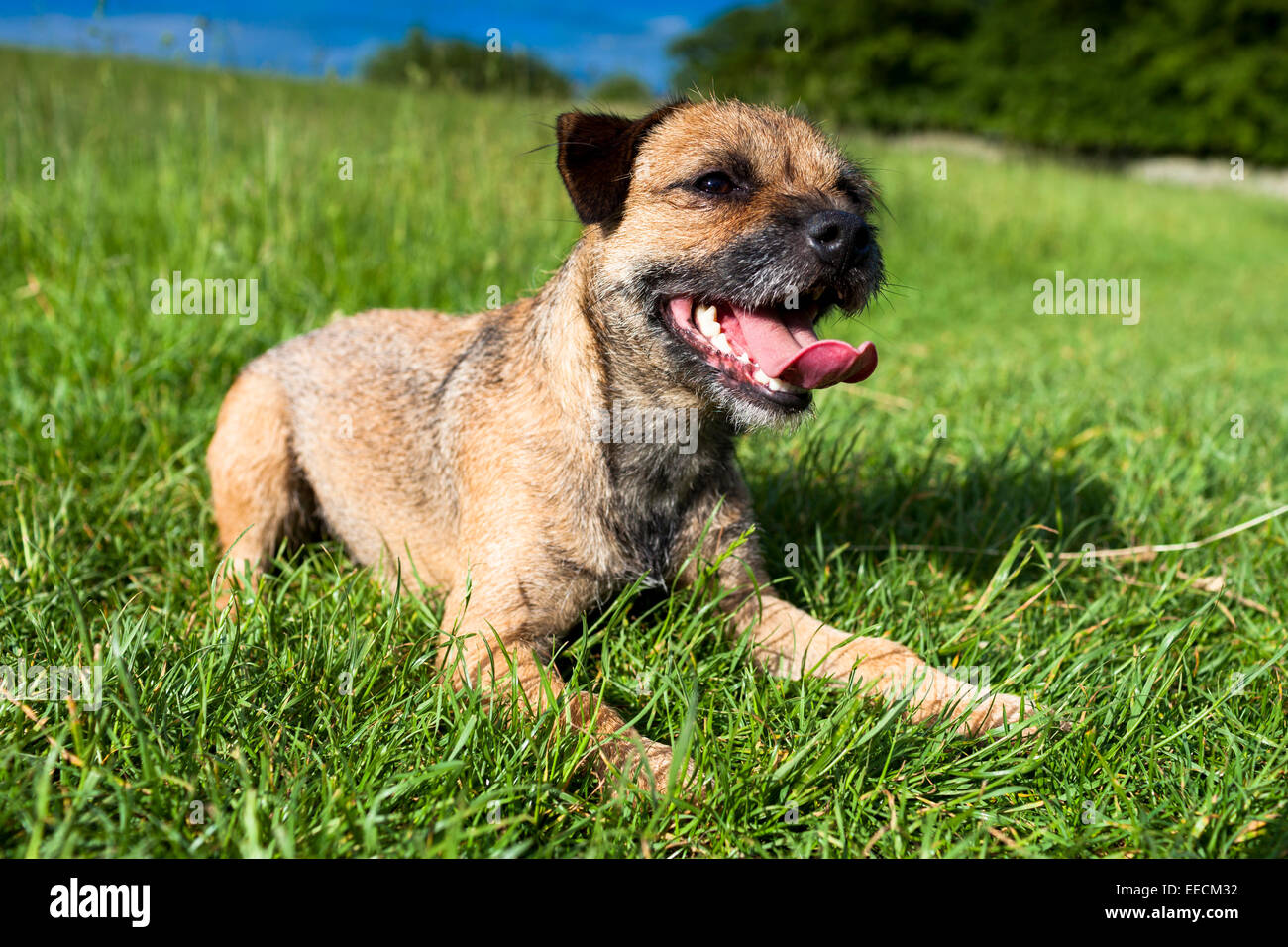 Border Terrier dog lying down puffed out and panting with tongue after