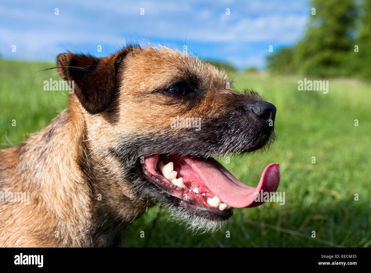 Why Is My Dog Panting While Lying Down