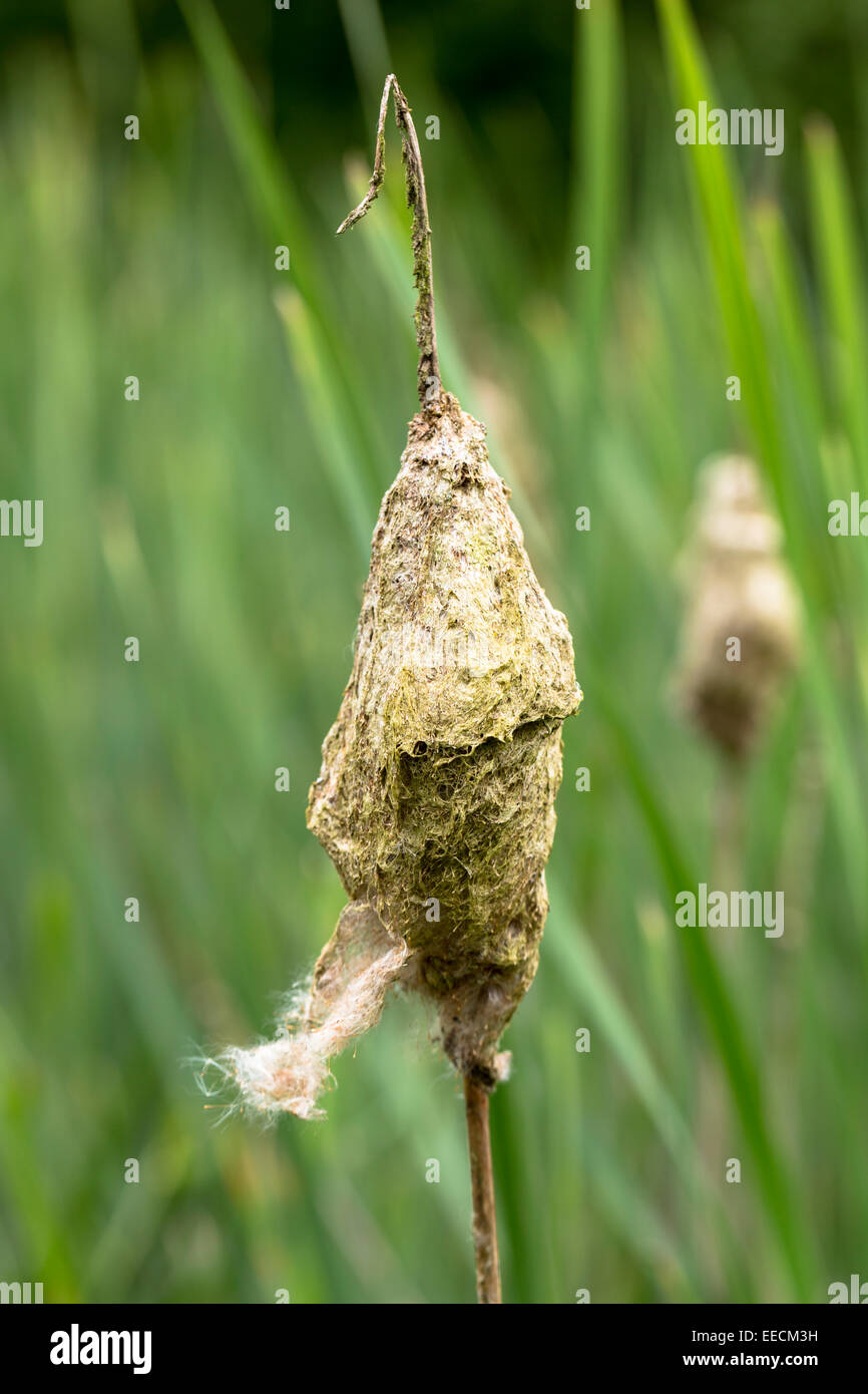 Seed dispersal by wind from Bulrush, Typha, seed head, or Reedmace, in wetland in The Cotswolds, Gloucestershire, UK Stock Photo