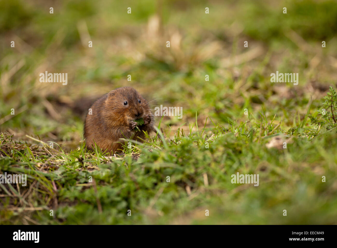 A Water Vole on the canal Bank Stock Photo - Alamy