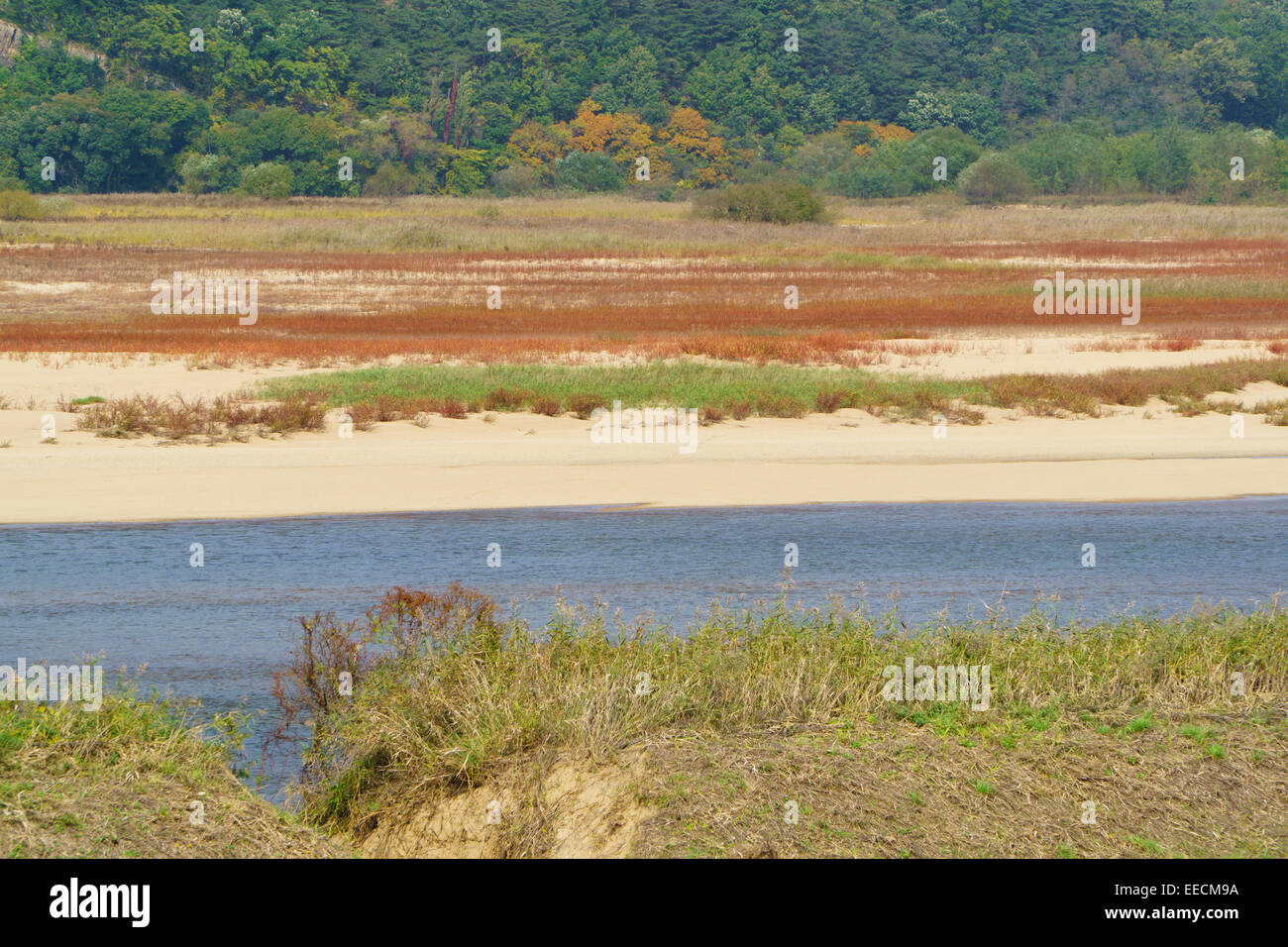 sandy shore of the Nakdong River with plant in Andong, Korea Stock Photo