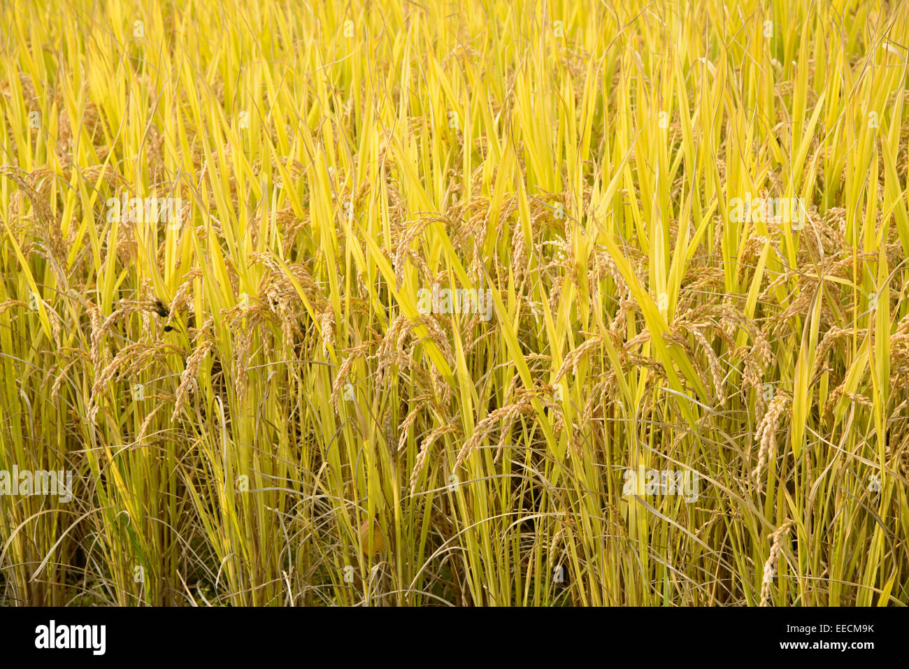 closeup of full ripen rice in autumn Stock Photo