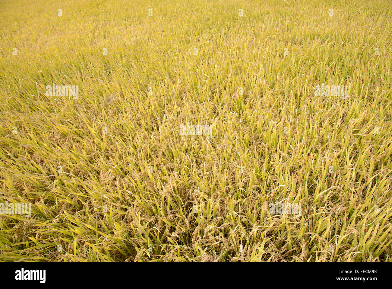 view of full ripen golden rice paddy in autumn Stock Photo