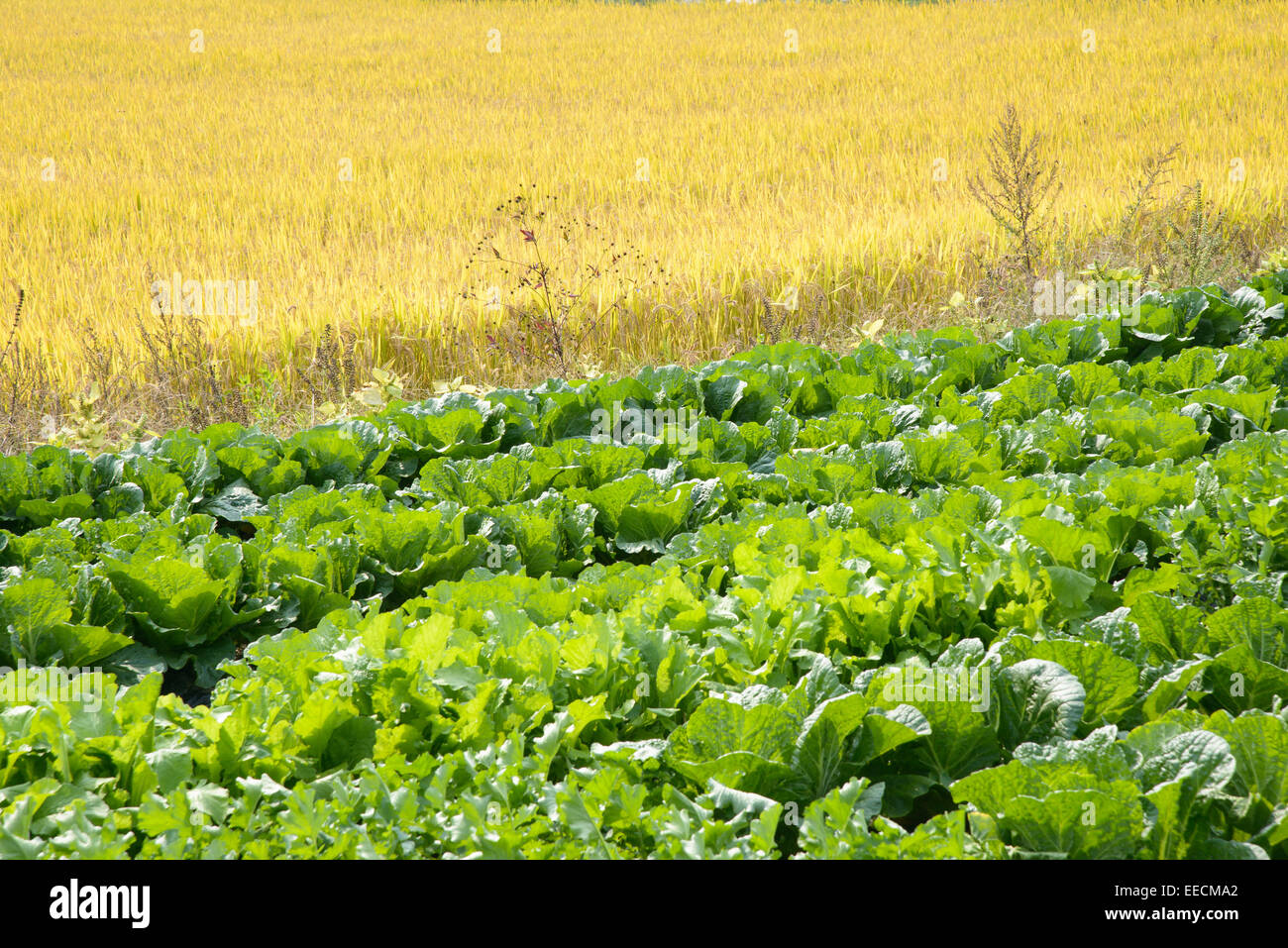 ripe rice and chinese cabbage field in autumn Stock Photo