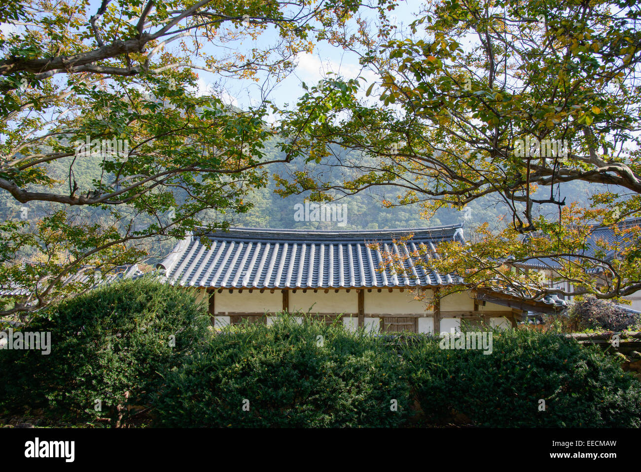 Korean traditional tiled roof with crape mytle tree Stock Photo