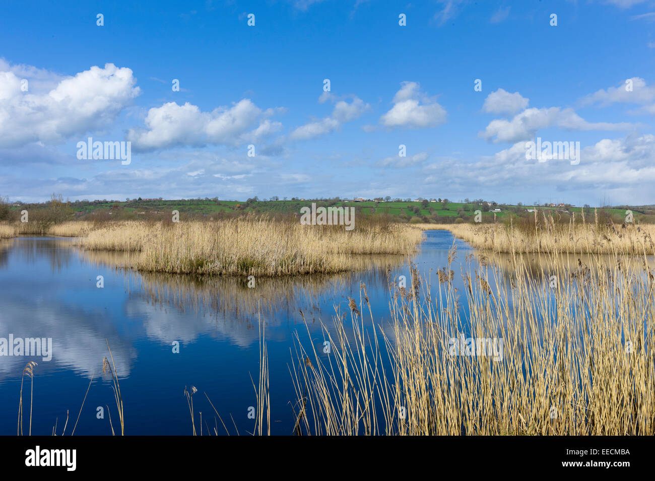 Puffy clouds as reflection in the water, reedbed and marshes in The Somerset Levels Nature Reserve in Southern England, UK Stock Photo