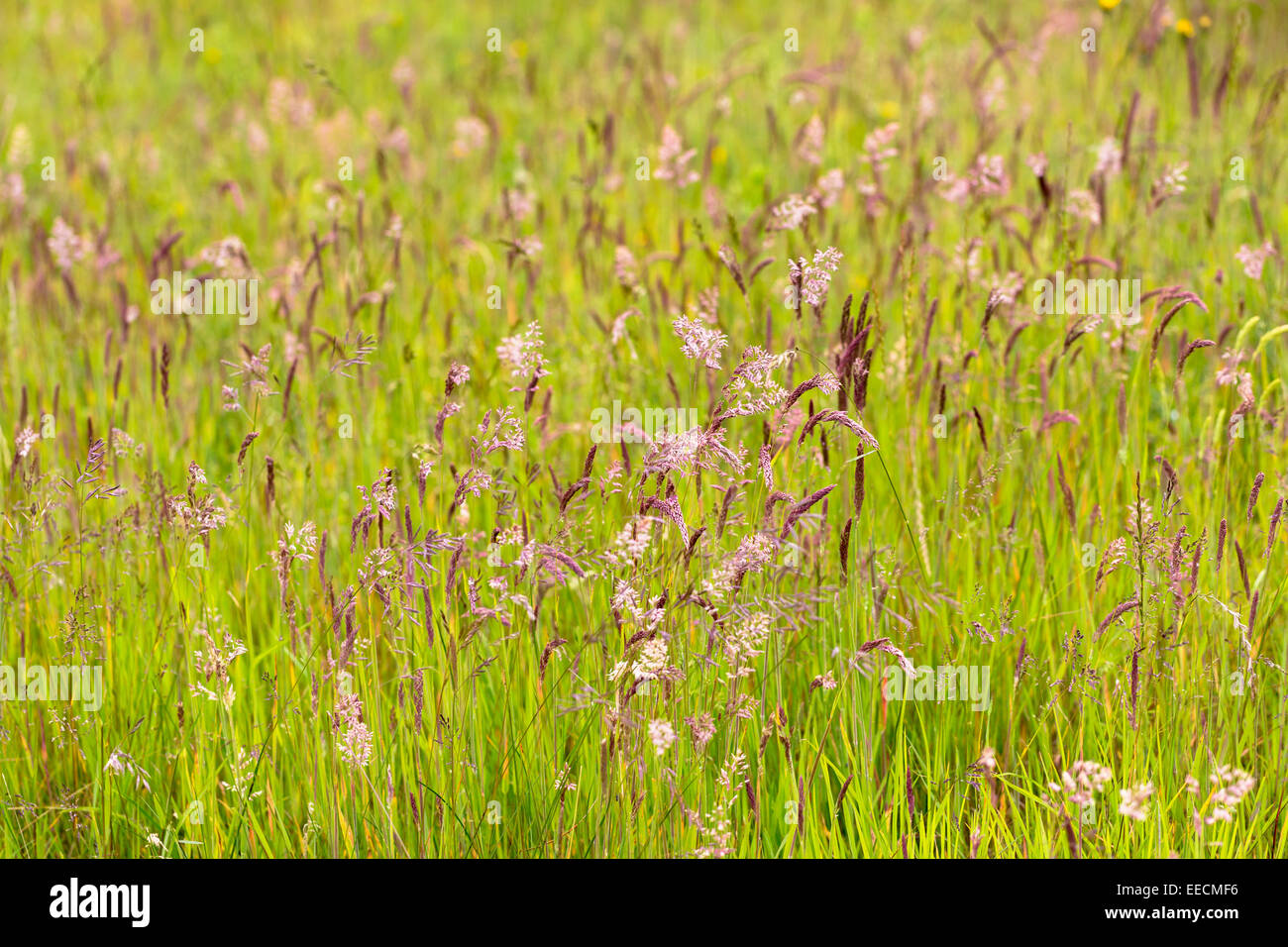 Ornamental grasses uk hires stock photography and images Alamy
