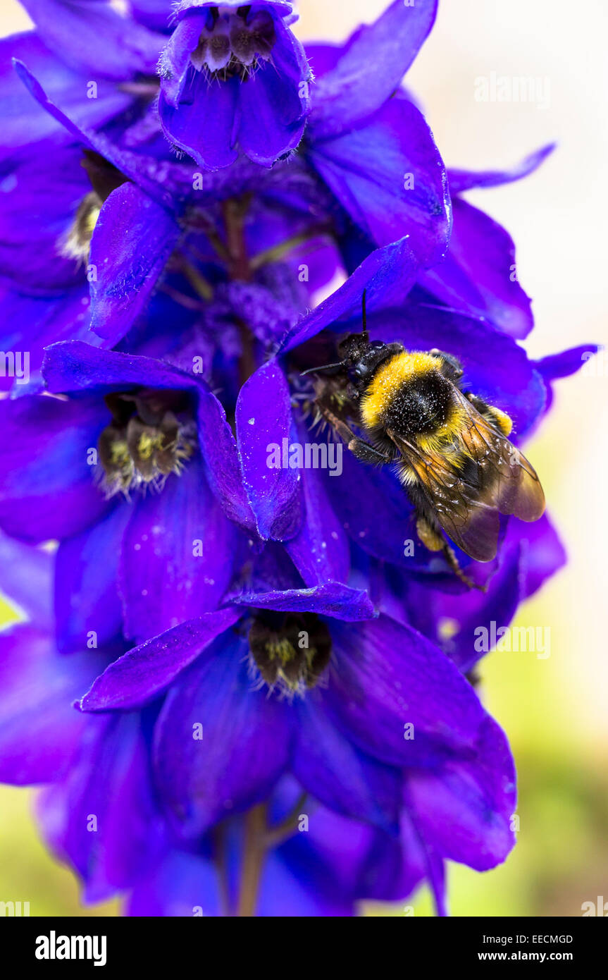 Bumblebee gathering nectar for pollination from Penstemmon Flower in UK Stock Photo