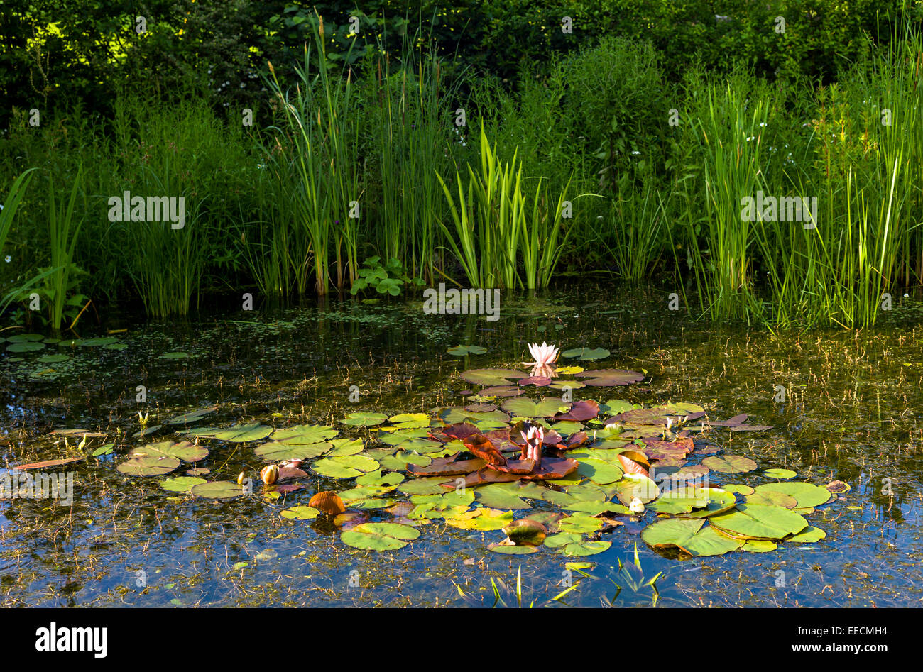Ornamental lillies and reeds in garden wildlife pond with marginal ...