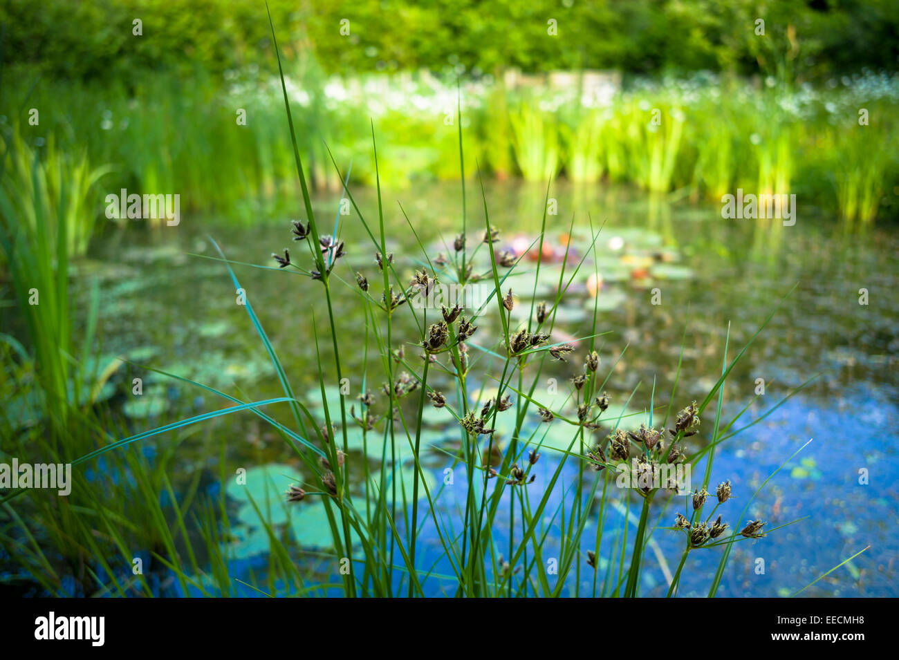 Garden wildlife pond with marginal plants and ornamental grasses in summer in Swinbrook, The Cotswolds, England, UK Stock Photo