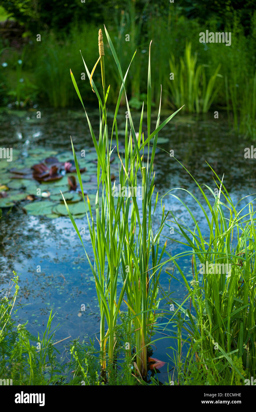 Bulrush reeds marginal plants in garden wildlife pond in summer in Swinbrook, The Cotswolds, England, United Kingdom Stock Photo