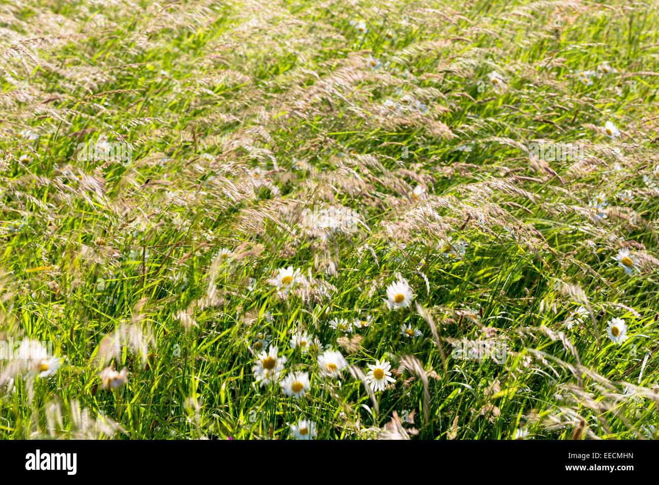 Wildflowers and wild ornamental grasses in wildflower meadow grassland