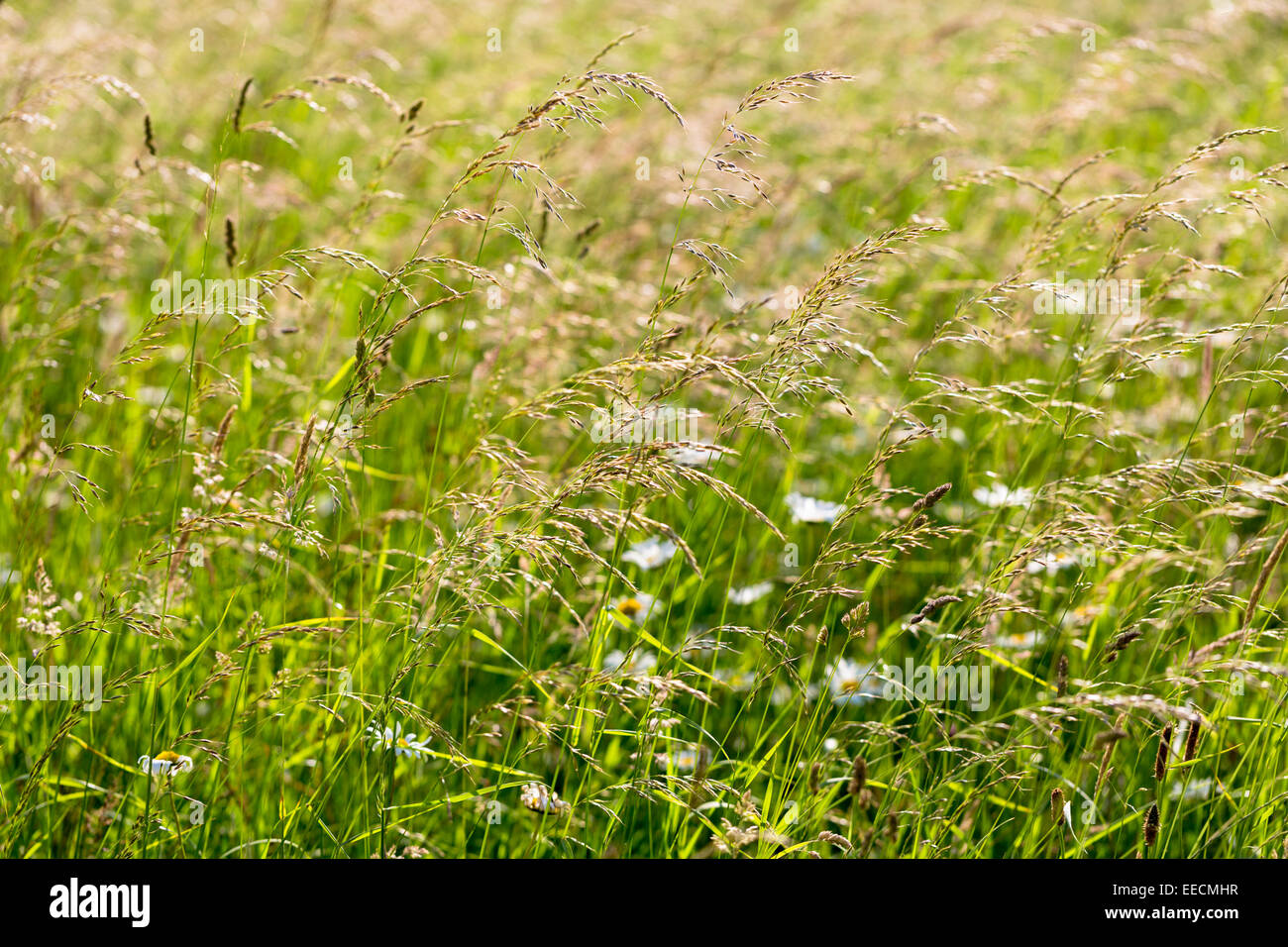 Wildflowers and wild ornamental grasses in wildflower meadow grassland