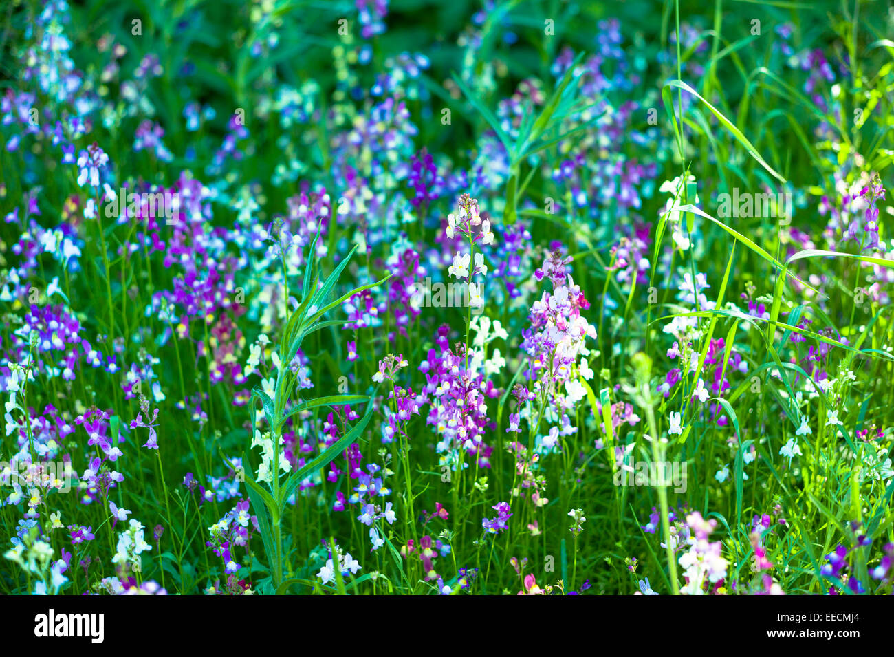 Uk Purple Wildflowers High Resolution Stock Photography And Images Alamy